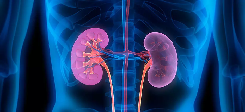 LIMPIEZA RENAL – LIMPIAR RIÑONES – CALCULOS RENALES – INSUFICIENCIA RENAL