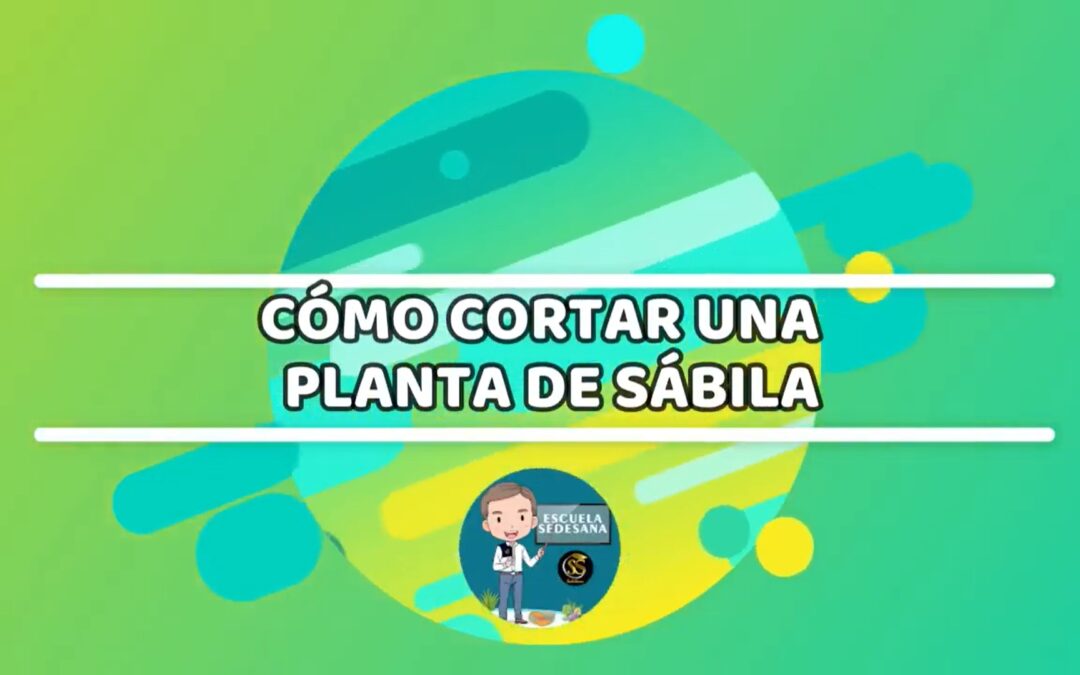 COMO CORTAR LA SÁBILA Y QUITAR ACÍBAR En casa con Amelia