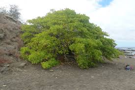 ÁRBOL MANZANILLO DE LA MUERTE
