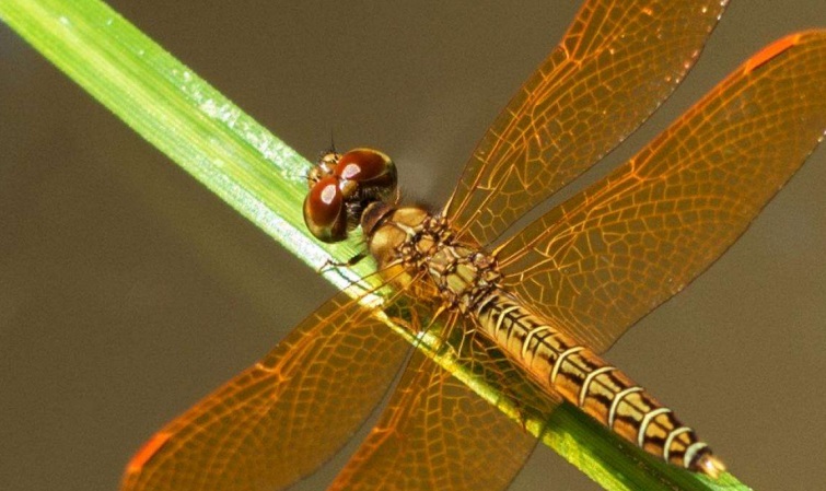 INSECTOS POLINIZADORES DEL AMAZONAS